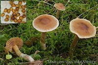 Bedrieglijk muffe gordijnzwam